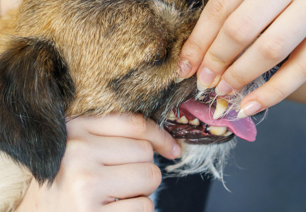 PawClean Pro™ Ultrasonic Pet Tooth Cleaner